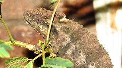Eastern Cape Dwarf Chameleon photo 4
