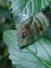 Anisoscelis marginellus