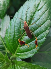 Anisoscelis marginellus