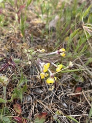 Triphysaria eriantha