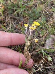 Triphysaria eriantha