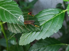 Anisoscelis marginellus
