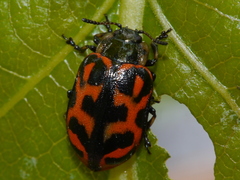 Chrysomela falsa