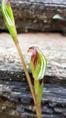 Pterostylis rubescens