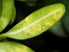 Monarthropalpus flavus