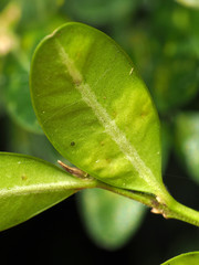 Monarthropalpus flavus