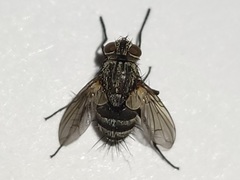 Admontia tarsalis