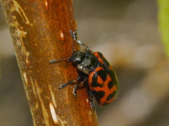 Chrysomela falsa