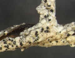 Sphaerellothecium cladoniae