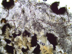 Sphaerellothecium cladoniae