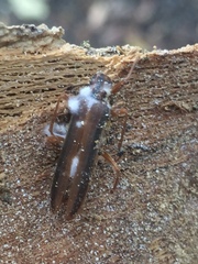 Thelyphassa lineata