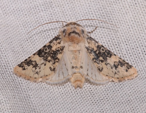 iNaturalist observation photo of Unciella primula