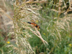 Ichneumon lotatorius