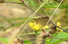 Cymaenes gisca
