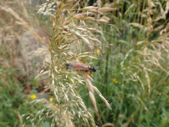 Ichneumon lotatorius