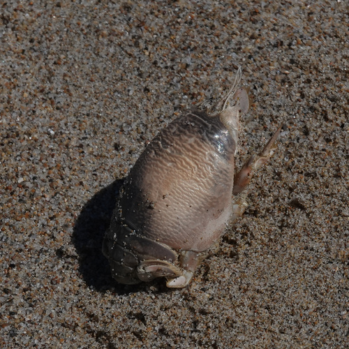 Pacific Sand Crab, photo 6 of 10