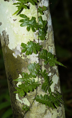 Arthropteris palisotii