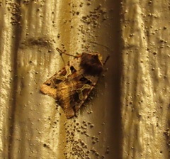 Cerastis enigmatica