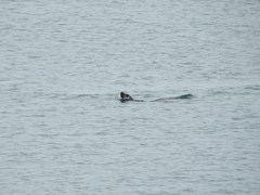 Zalophus californianus