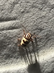 Cryptocephalus leucomelas