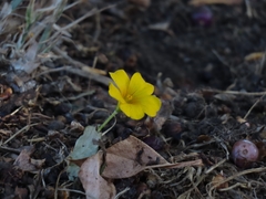 Oxalis perdicaria