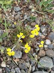 Triphysaria eriantha