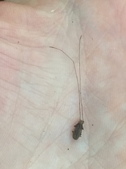 Arecopais spectabilis