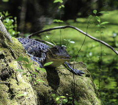 Alligator mississippiensis