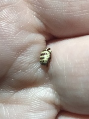 Cryptocephalus leucomelas