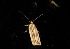 Agonopterix umbellana