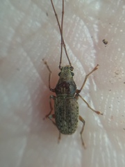 Arecopais spectabilis