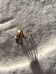 Cryptocephalus leucomelas