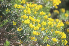 Genista linifolia