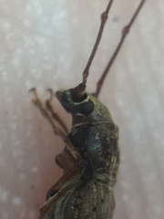 Arecopais spectabilis
