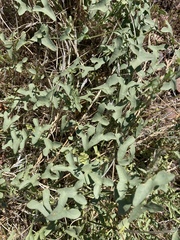 Calystegia peirsonii