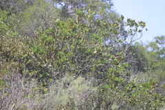 Pipilo maculatus clementae