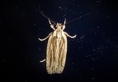 Agonopterix umbellana