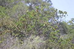 Pipilo maculatus clementae