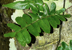Arthropteris palisotii