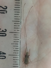 Arecopais spectabilis