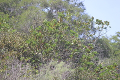 Pipilo maculatus clementae