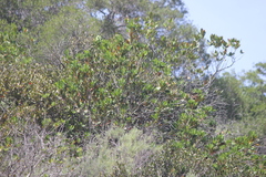 Pipilo maculatus clementae