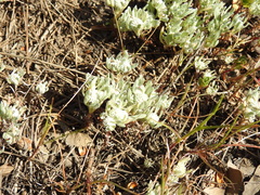 Psilocarphus tenellus