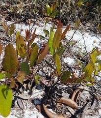 Geobalanus oblongifolius