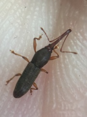 Arecocryptus bellus