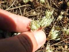 Psilocarphus tenellus