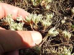 Psilocarphus tenellus