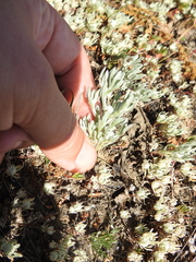 Psilocarphus oregonus