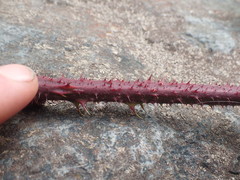 Rubus erythrops