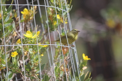 Leiothlypis celata sordida